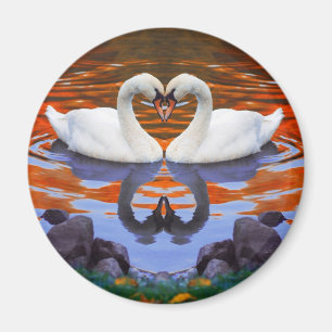 Imán Besando cisnes con amor, el corazón forma los cuel