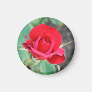 Imán Beso de una rosa roja