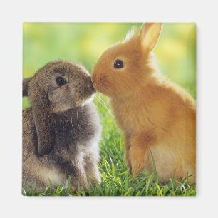 Imán Beso del conejito