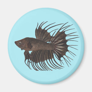 Imán Betta Fish