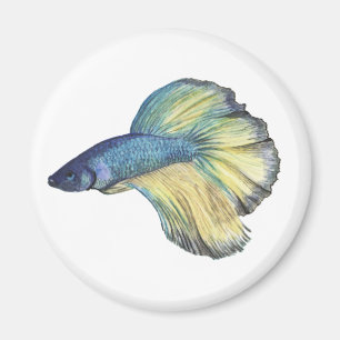 Imán Betta Fish
