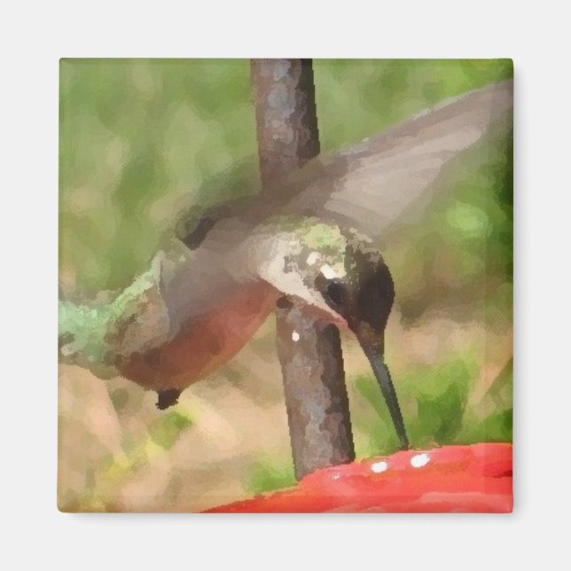 Imán BG-Hummingbird Magnet (Frente)