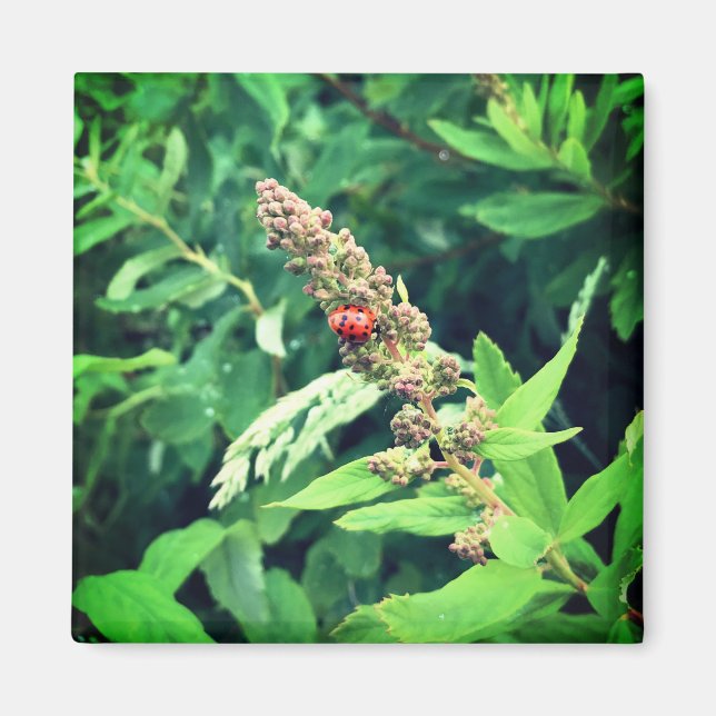 Imán Bicho de lodo en primavera (Frente)