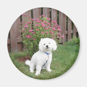 Imán Bichon Frise