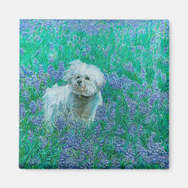 Imán Bichon Frise en Bluebonnets