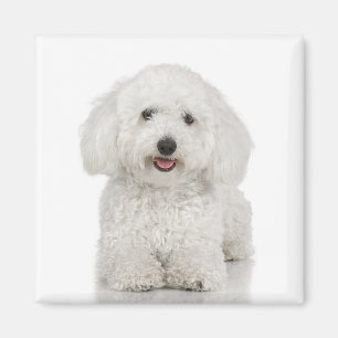 Imán Bichon Frise Magnet