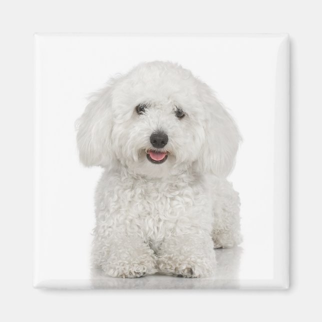 Imán Bichon Frise Magnet (Frente)