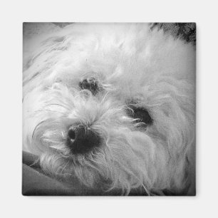 Imán Bichon Frise Maltipoo