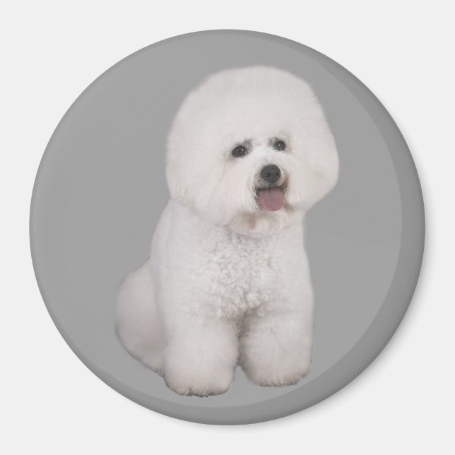 Imán Bichon Frise Precious Magnet (Frente)
