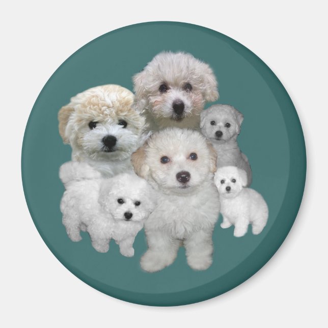 Imán Bichon Frise Puppies Magnet (Frente)