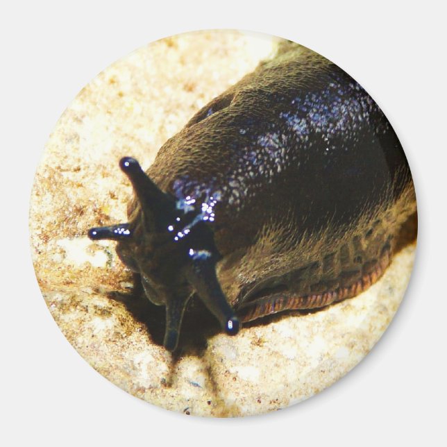 Imán Big Black Slug (Frente)