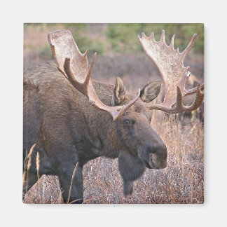Imán Big Bull Moose