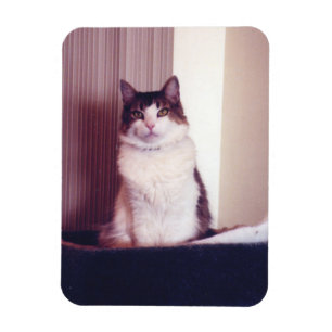 Imán Big Kitty