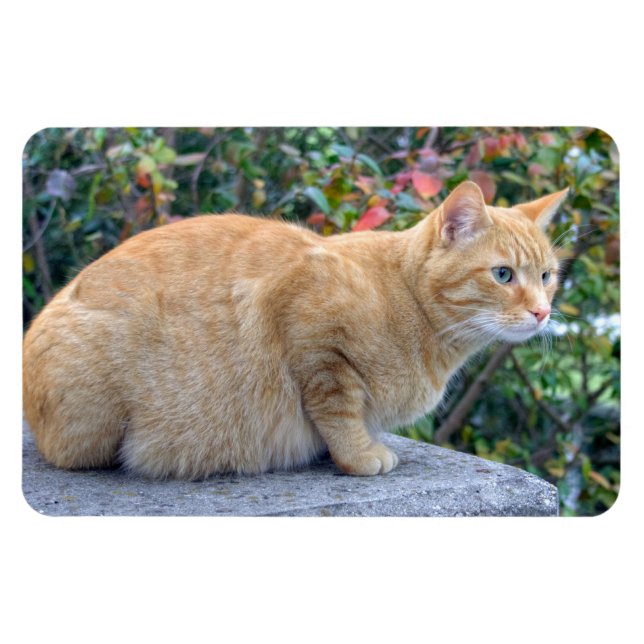 Imán Big Red Tabby (Horizontal)
