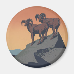 Imán Bighorn Oveja Estadounidense Vida Silvestre Occide