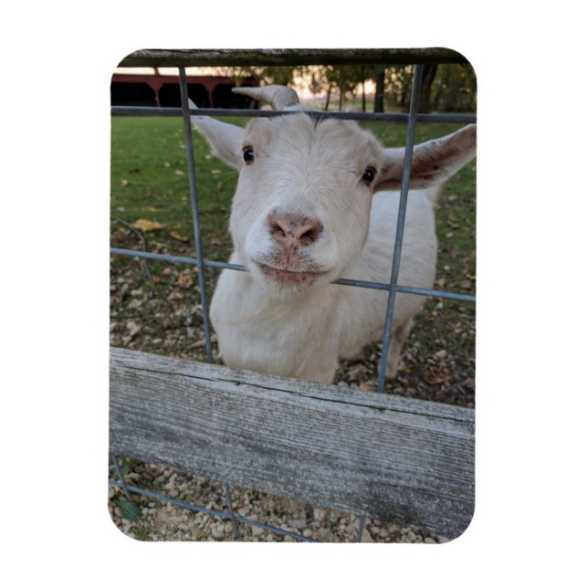 Imán Billy Goat (Vertical)