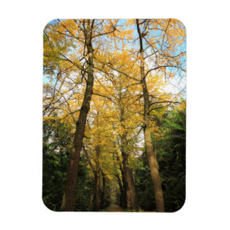 Imán Bilobos de Ginkgo