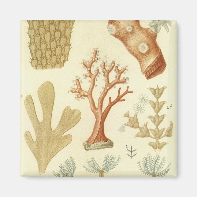 Imán Biología del libro de texto de ciencia, animales d (Frente)