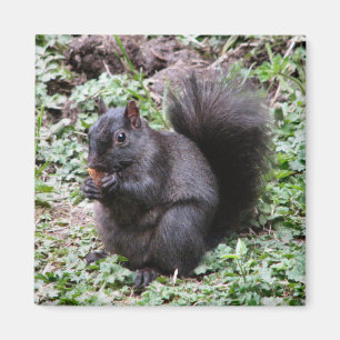 IMÁN BIRCH BAY SQUIRREL