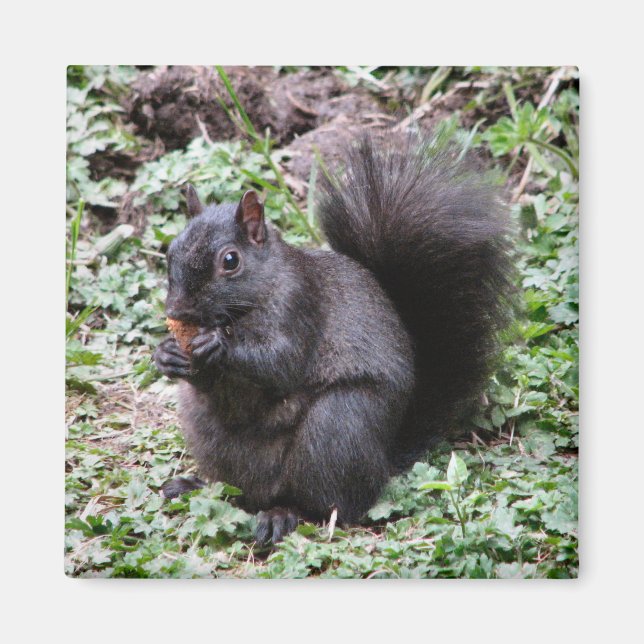 IMÁN BIRCH BAY SQUIRREL (Frente)