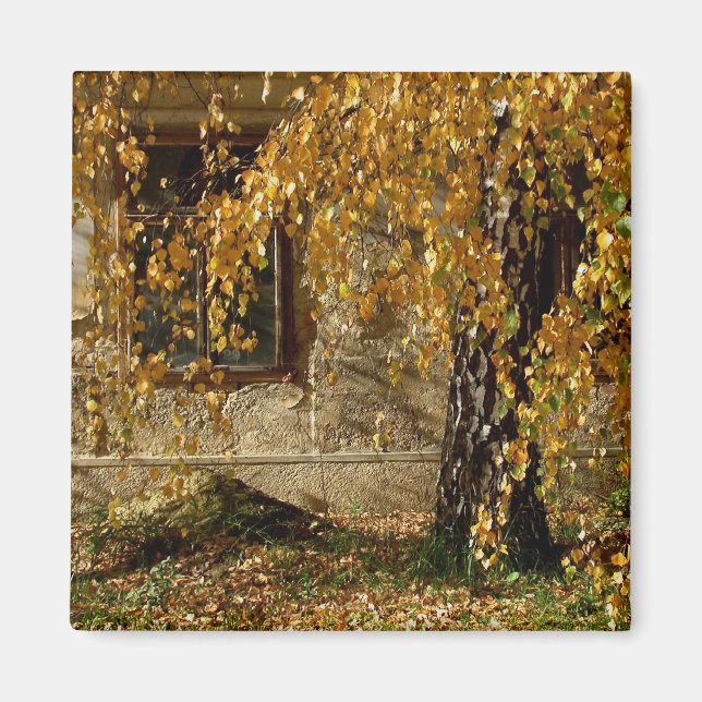 Imán Birch En Otoño (Frente)