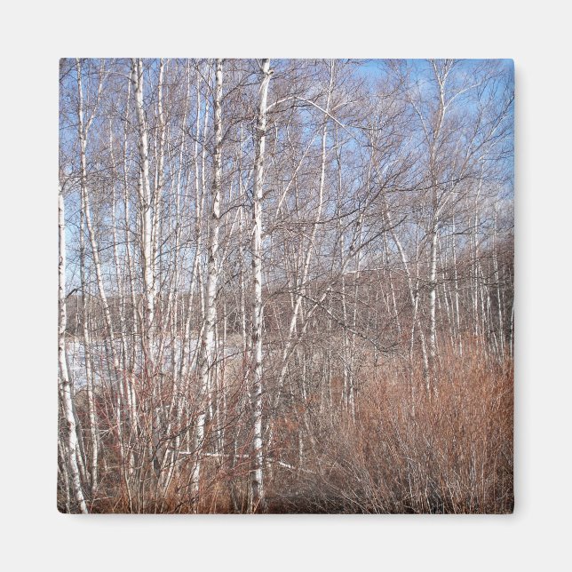 Imán Birch Forest Magnet (Frente)