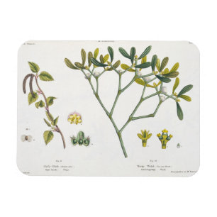 Imán Birch (izquierda) y Mistletoe (derecha), fig. 9 y 