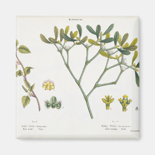 Imán Birch (izquierda) y Mistletoe (derecha), fig. 9 y