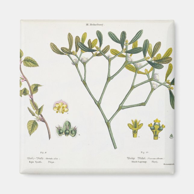 Imán Birch (izquierda) y Mistletoe (derecha), fig. 9 y  (Frente)