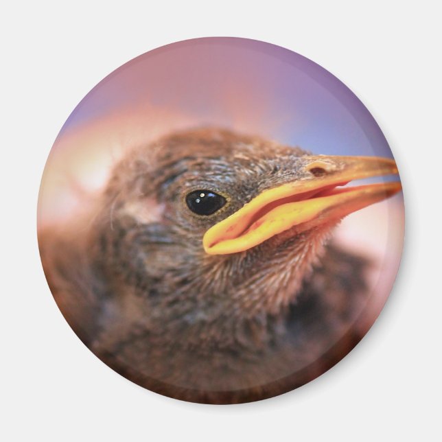 Imán Bird (Frente)