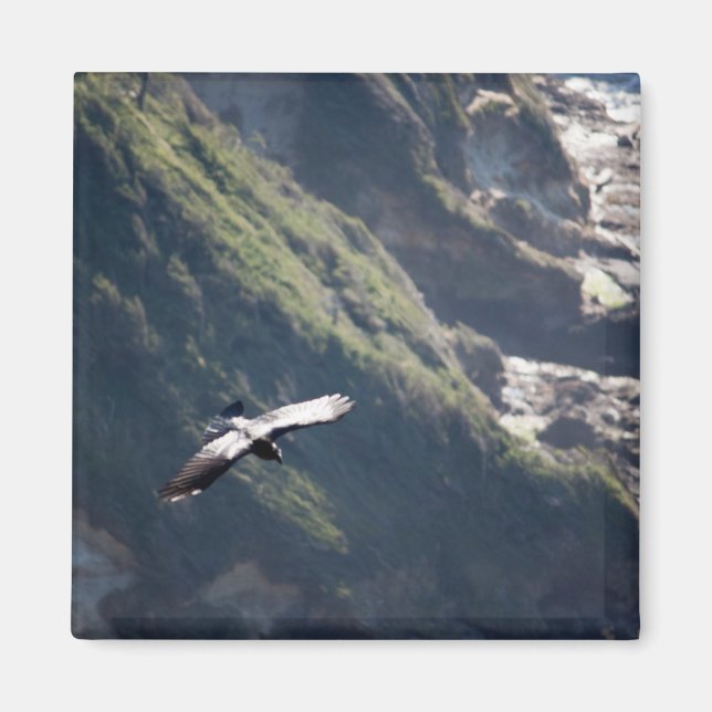 Imán Bird Fly MAGNET (Frente)