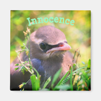 Imán Bird Innocence Inspiradora