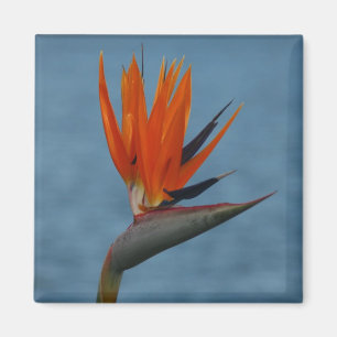 Imán bird of paradise