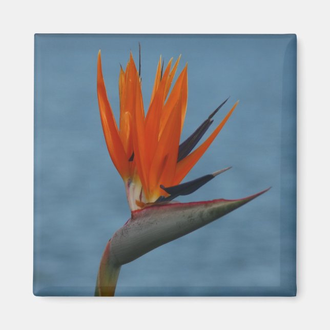 Imán bird of paradise (Frente)