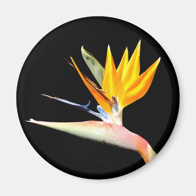 Imán Bird of Paradise Plant Magnet (Frente)