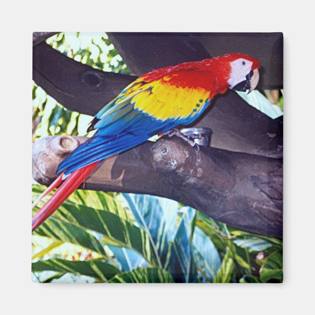 IMÁN BIRDIE (Frente)
