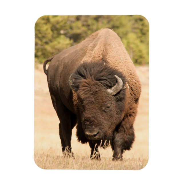 Imán Bison (Vertical)