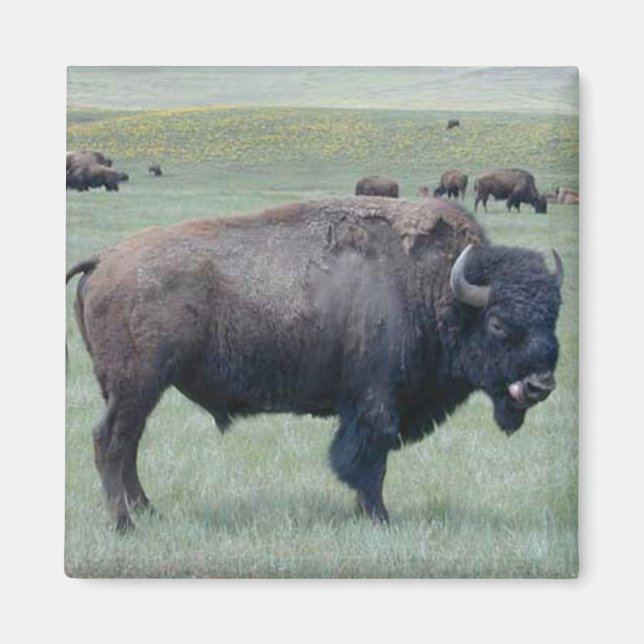 Imán Bison (Frente)