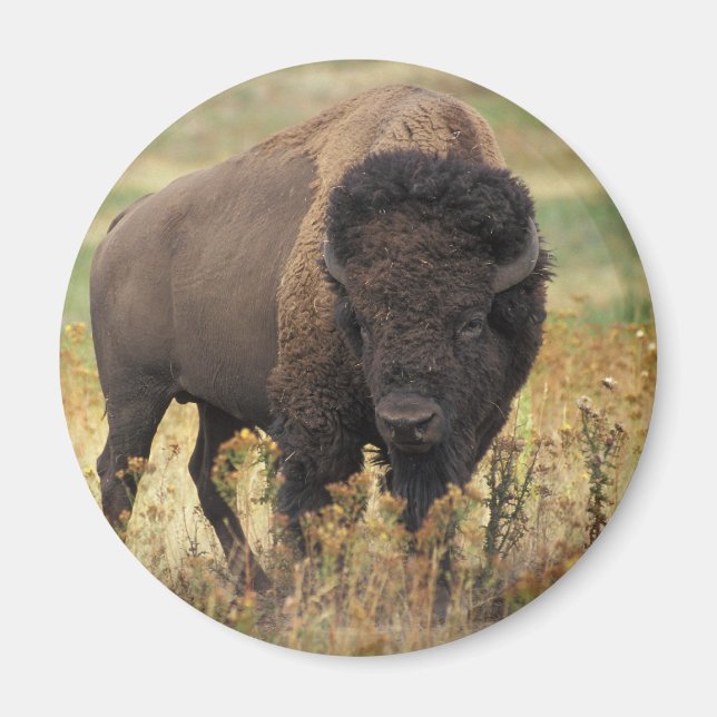 Imán Bison (Frente)