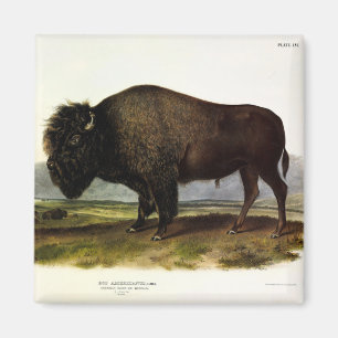 Imán Bison Americano, o Búfalo (Bison bison) - Audubon
