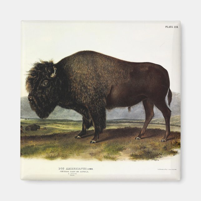 Imán Bison Americano, o Búfalo (Bison bison) - Audubon (Frente)