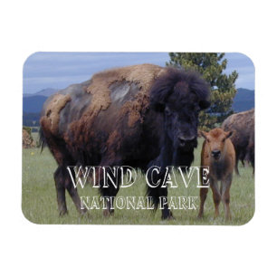 Imán Bison and Calf, Parque Nacional de la Cueva del Vi