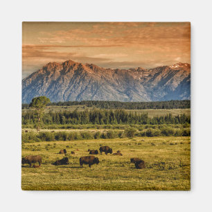 Imán Bison at Sunrise