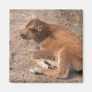 Imán Bison Calf