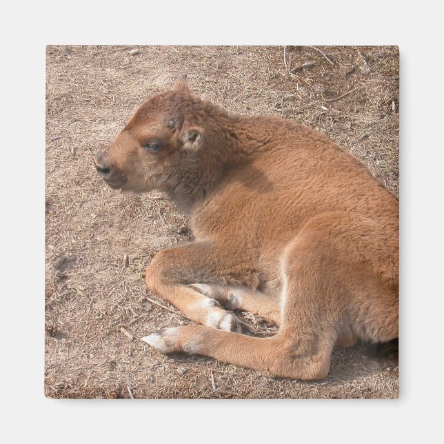 Imán Bison Calf (Frente)