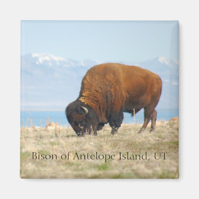 Imán Bison de Antelope Island, UT (Frente)