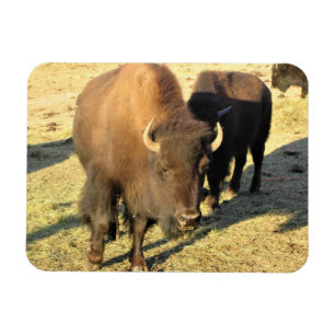 Imán Bison de Colorado