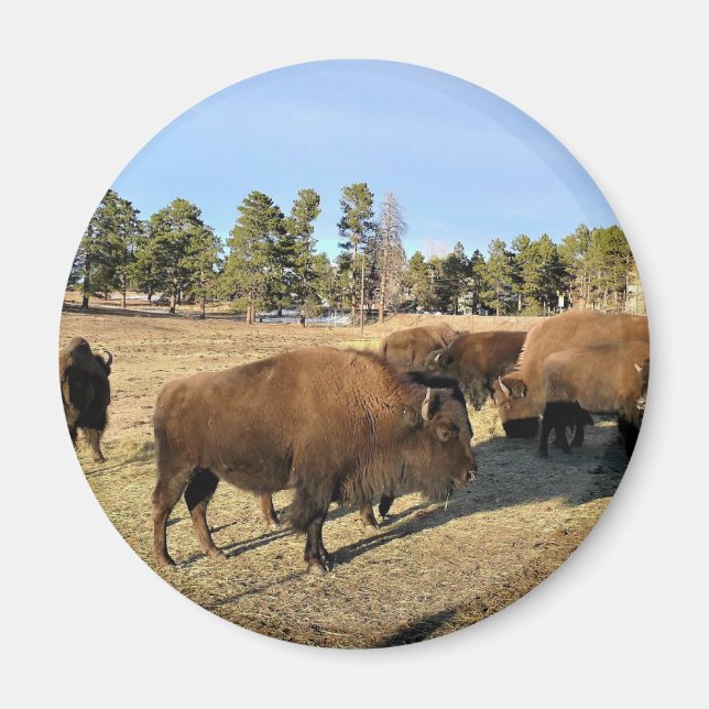 Imán Bison de Colorado (Frente)