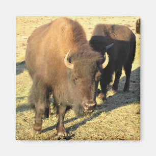 Imán Bison de Colorado