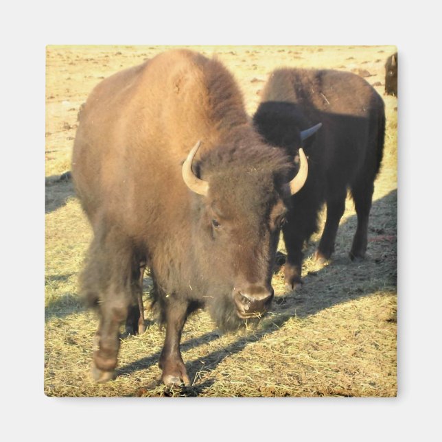 Imán Bison de Colorado (Frente)